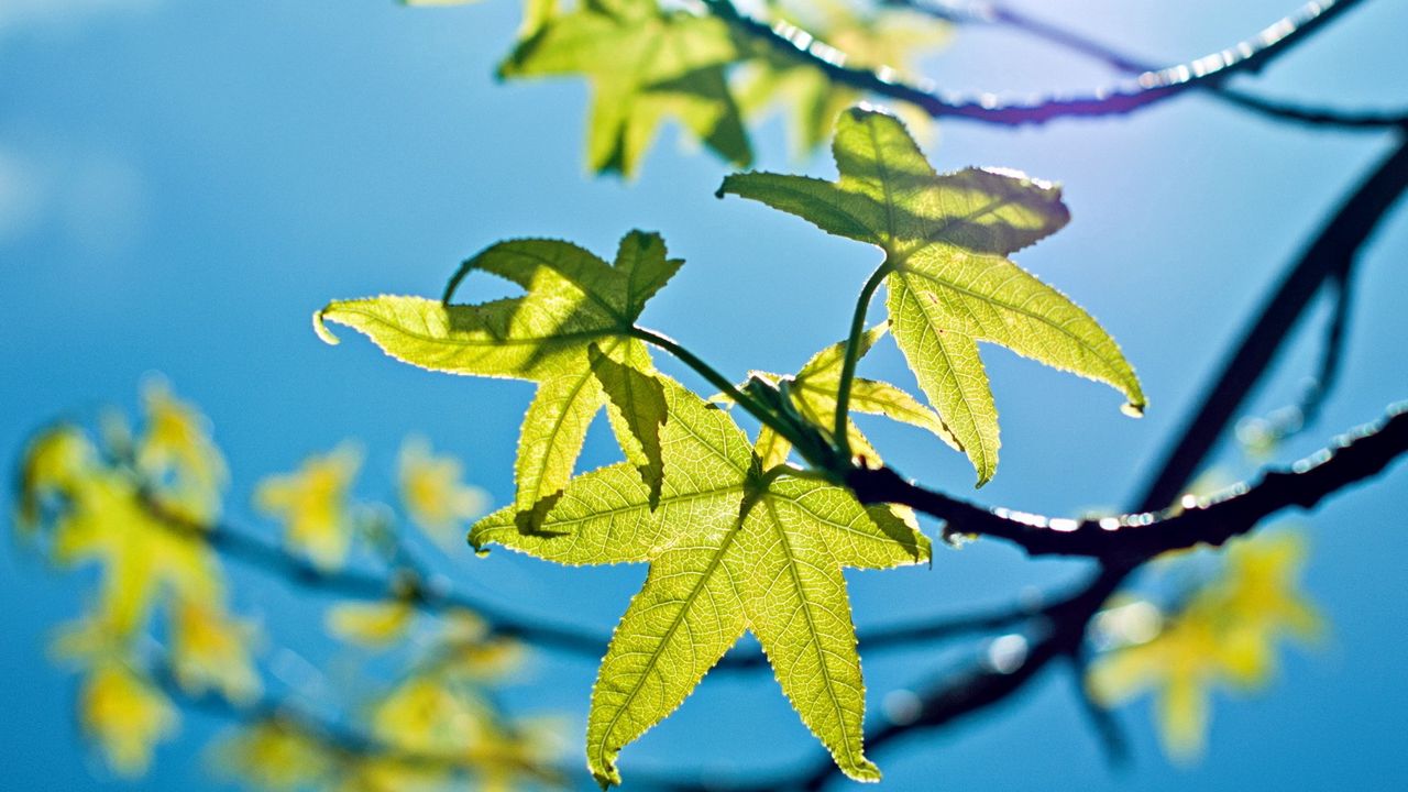 Wallpaper leaves, light, green, young, spring, sky, blue