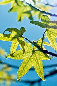 Preview wallpaper leaves, light, green, young, spring, sky, blue