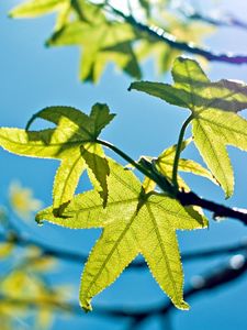 Preview wallpaper leaves, light, green, young, spring, sky, blue