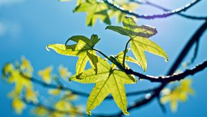 Preview wallpaper leaves, light, green, young, spring, sky, blue