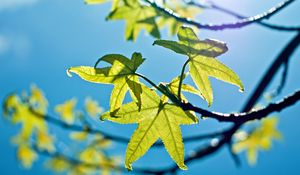 Preview wallpaper leaves, light, green, young, spring, sky, blue