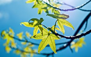 Preview wallpaper leaves, light, green, young, spring, sky, blue