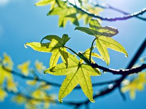 Preview wallpaper leaves, light, green, young, spring, sky, blue