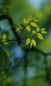 Preview wallpaper leaves, light, pale, plants