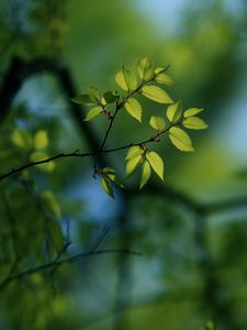 Preview wallpaper leaves, light, pale, plants