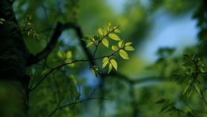 Preview wallpaper leaves, light, pale, plants