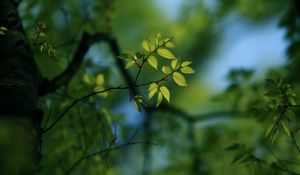 Preview wallpaper leaves, light, pale, plants