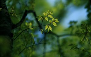 Preview wallpaper leaves, light, pale, plants