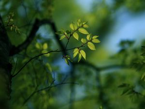 Preview wallpaper leaves, light, pale, plants