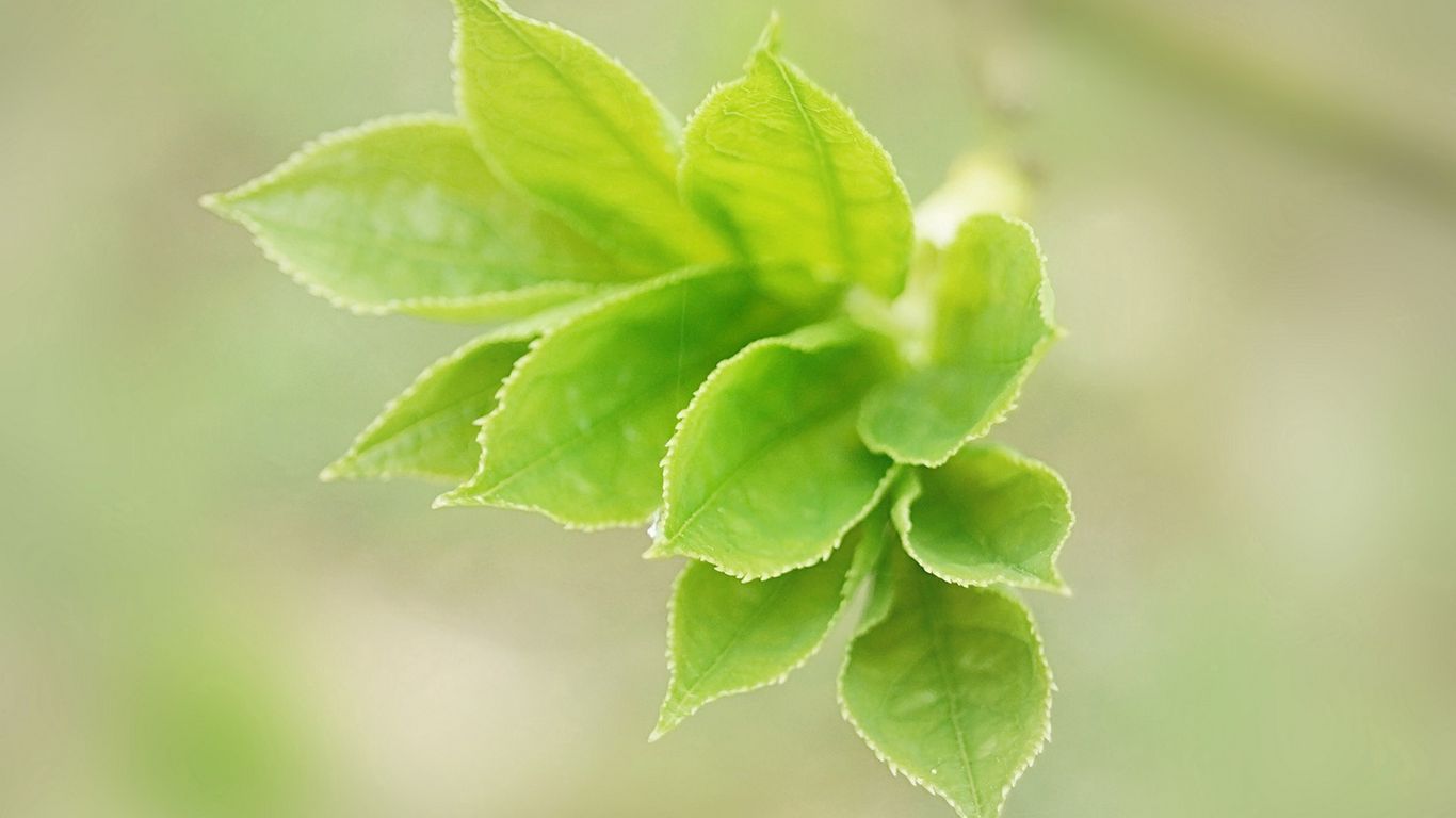 Download wallpaper 1366x768 leaves, light, petals, herbs tablet, laptop