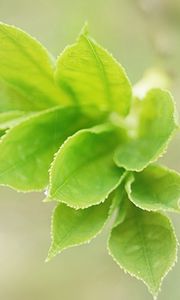 Preview wallpaper leaves, light, petals, herbs