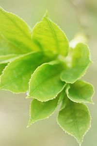 Preview wallpaper leaves, light, petals, herbs