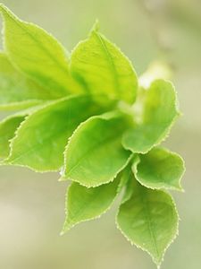 Preview wallpaper leaves, light, petals, herbs