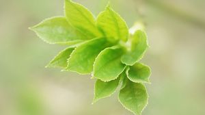 Preview wallpaper leaves, light, petals, herbs