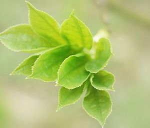 Preview wallpaper leaves, light, petals, herbs