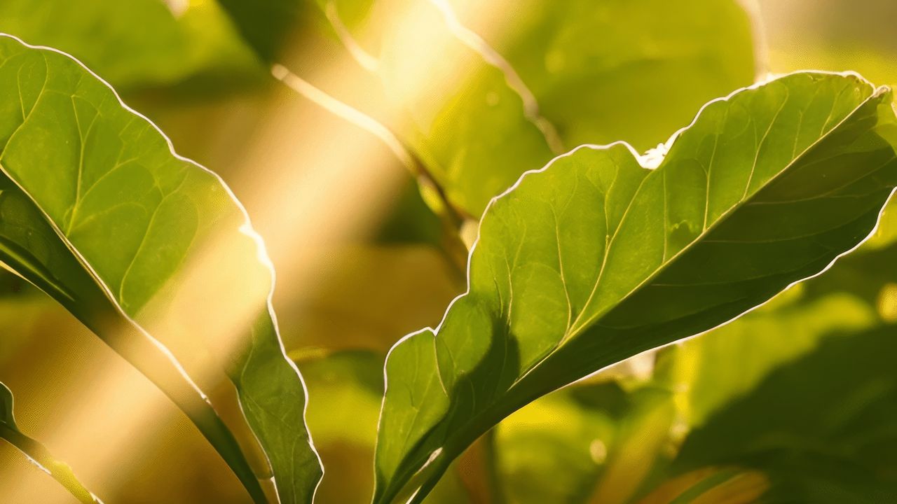 Wallpaper leaves, light, plants, blur