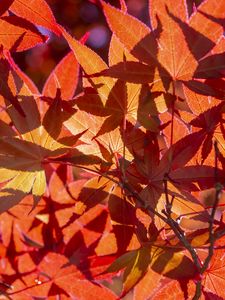 Preview wallpaper leaves, light, red, autumn, macro