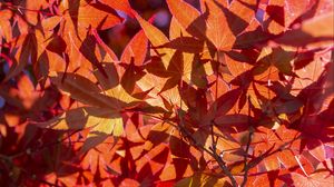 Preview wallpaper leaves, light, red, autumn, macro