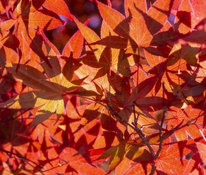 Preview wallpaper leaves, light, red, autumn, macro