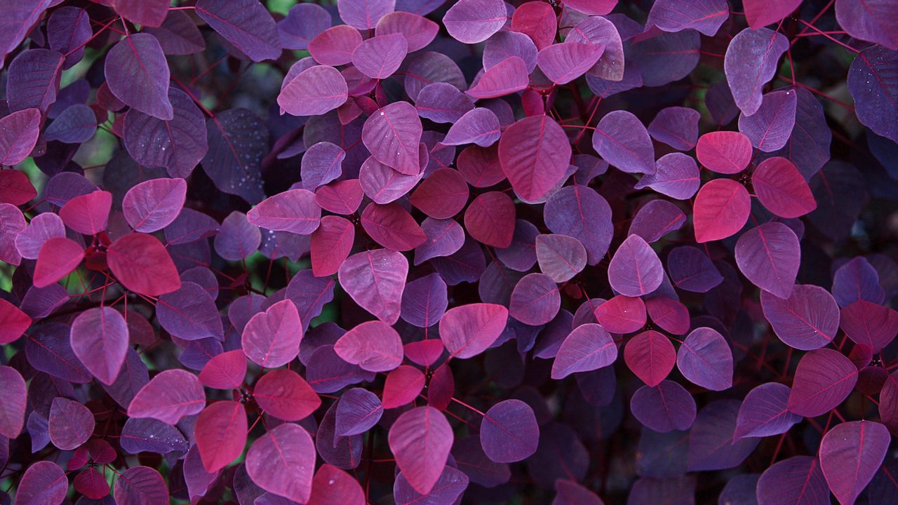 Wallpaper leaves, light, shape, plant