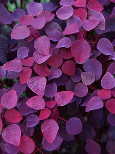 Preview wallpaper leaves, light, shape, plant