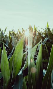 Preview wallpaper leaves, light, sun, plants