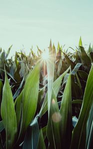 Preview wallpaper leaves, light, sun, plants