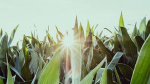 Preview wallpaper leaves, light, sun, plants