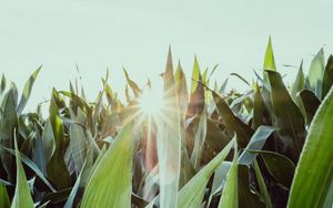 Preview wallpaper leaves, light, sun, plants