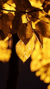 Preview wallpaper leaves, light, yellow, macro, autumn