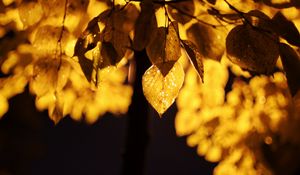 Preview wallpaper leaves, light, yellow, macro, autumn