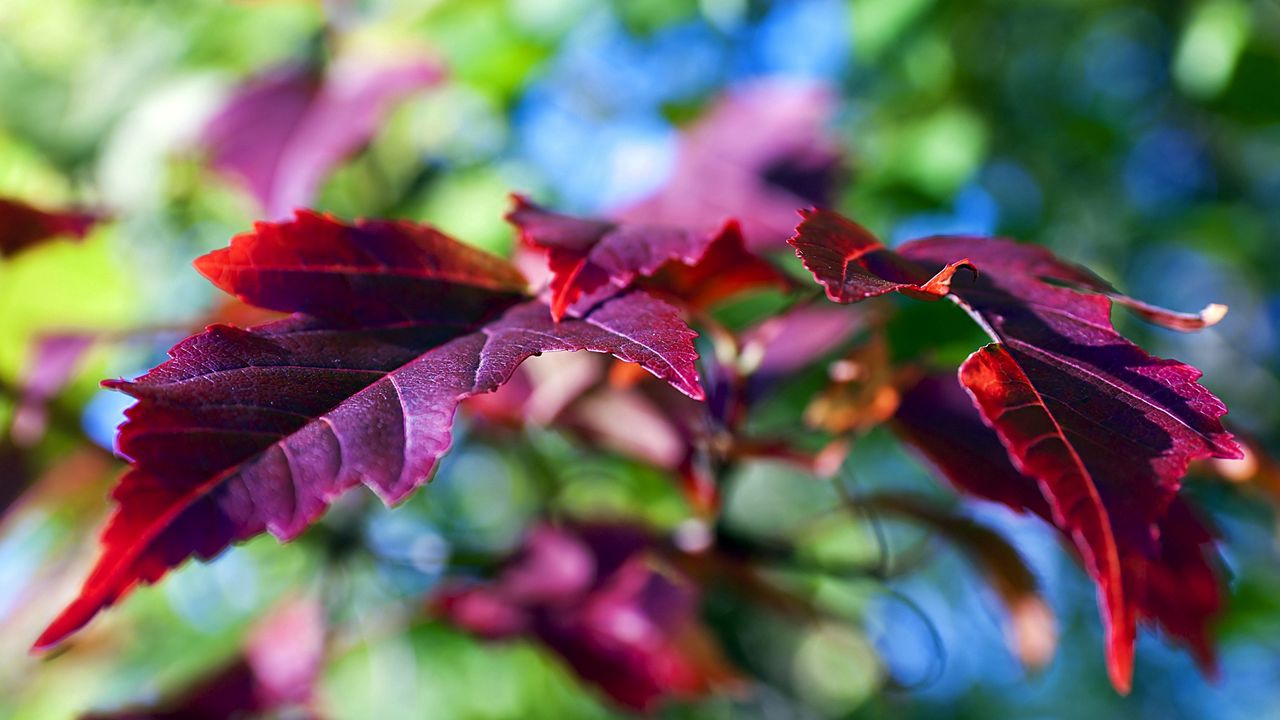 Wallpaper leaves, lilac, violet, branch, green