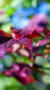 Preview wallpaper leaves, lilac, violet, branch, green