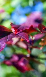 Preview wallpaper leaves, lilac, violet, branch, green