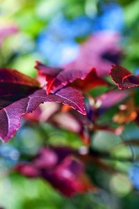 Preview wallpaper leaves, lilac, violet, branch, green