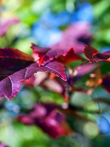 Preview wallpaper leaves, lilac, violet, branch, green