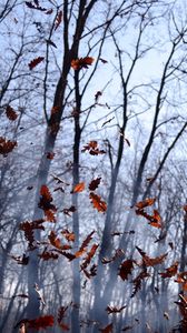 Preview wallpaper leaves, lots, fog, wood, autumn, wind