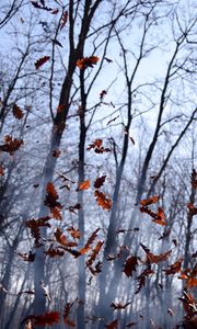 Preview wallpaper leaves, lots, fog, wood, autumn, wind