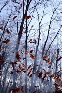 Preview wallpaper leaves, lots, fog, wood, autumn, wind