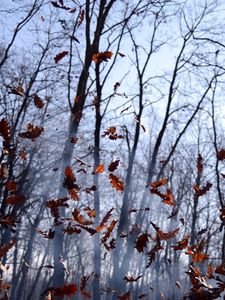 Preview wallpaper leaves, lots, fog, wood, autumn, wind