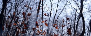 Preview wallpaper leaves, lots, fog, wood, autumn, wind