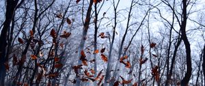 Preview wallpaper leaves, lots, fog, wood, autumn, wind