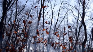 Preview wallpaper leaves, lots, fog, wood, autumn, wind