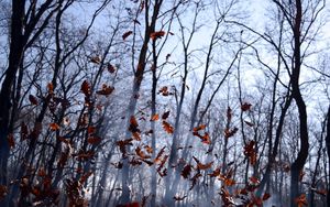 Preview wallpaper leaves, lots, fog, wood, autumn, wind