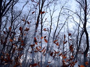 Preview wallpaper leaves, lots, fog, wood, autumn, wind