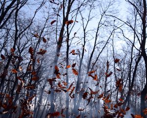 Preview wallpaper leaves, lots, fog, wood, autumn, wind