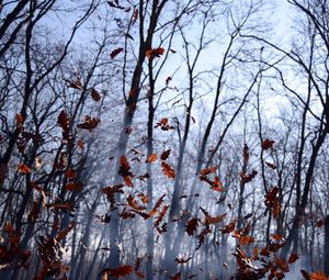 Preview wallpaper leaves, lots, fog, wood, autumn, wind