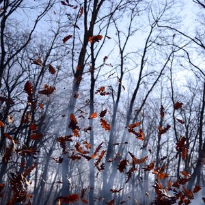 Preview wallpaper leaves, lots, fog, wood, autumn, wind