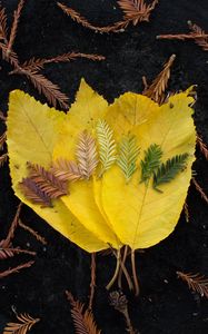 Preview wallpaper leaves, macro, autumn, colors, shades