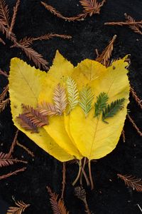 Preview wallpaper leaves, macro, autumn, colors, shades